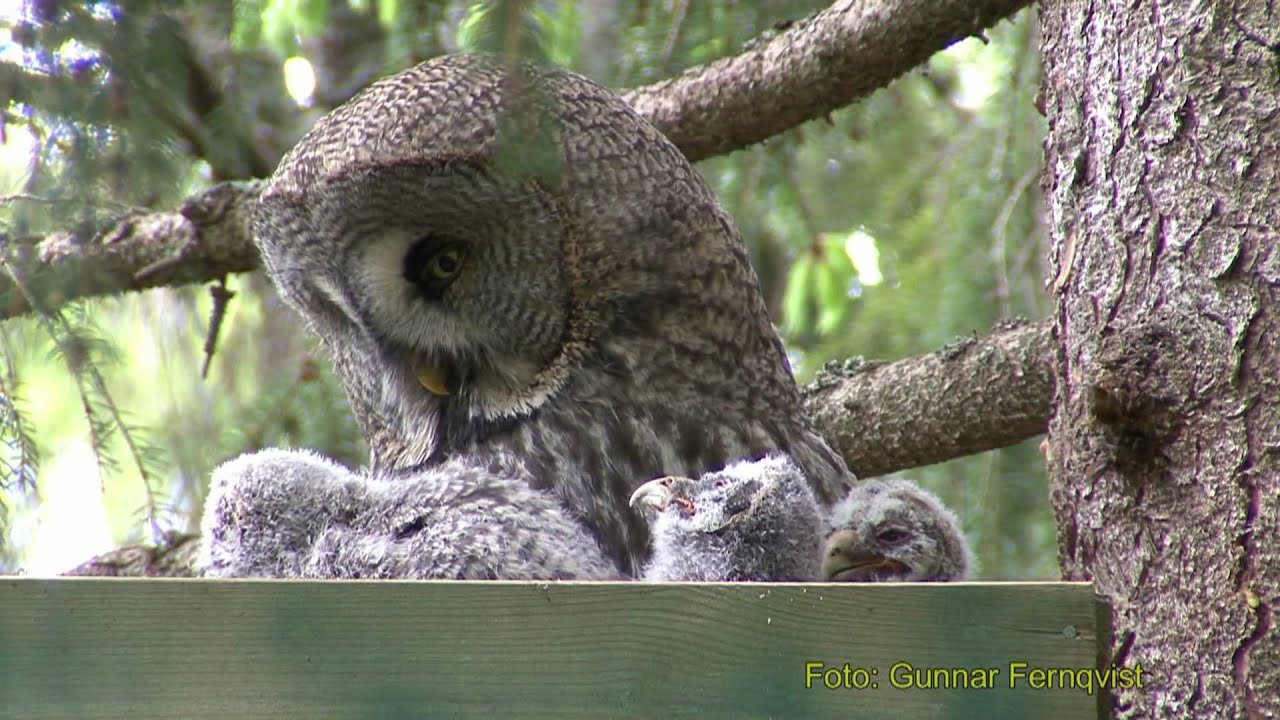 GREAT GREY OWL Lappuggla (Strix nebulosa) Klipp