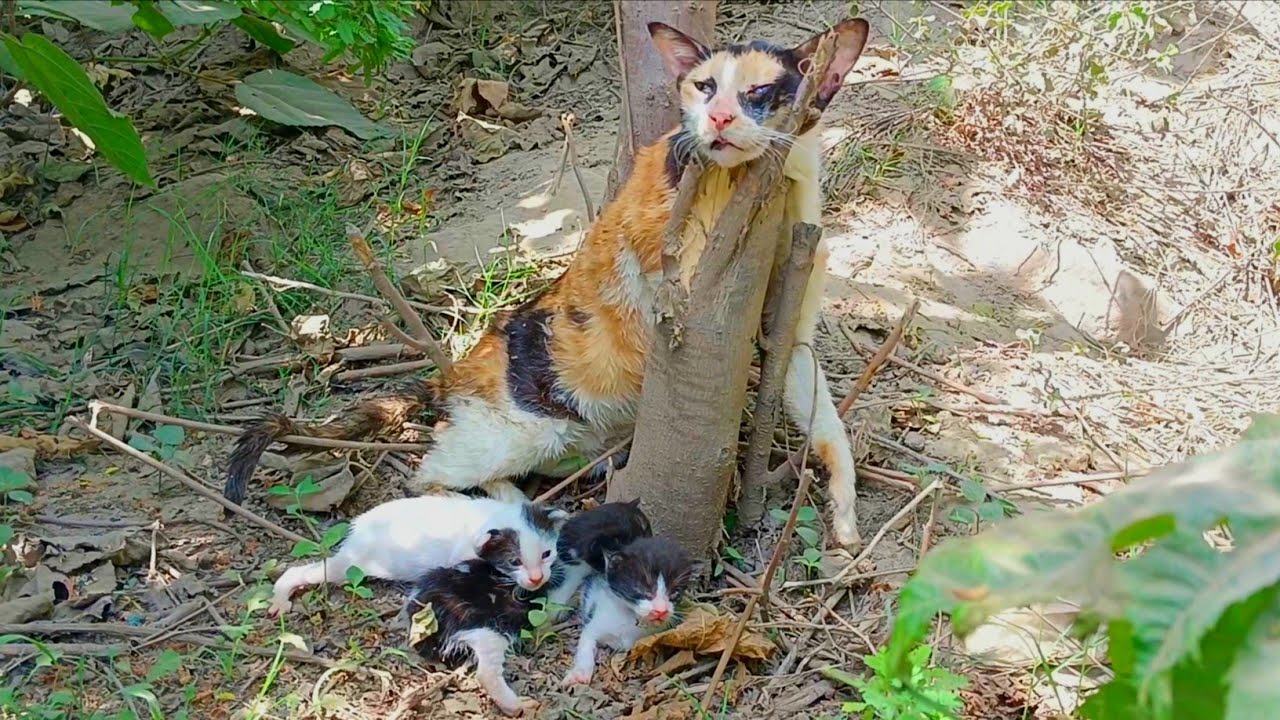 Dying Mother Cat Stuck in Wood and Kittens Crying for help!